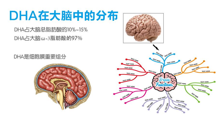 DHA对孩子大脑发育的作用