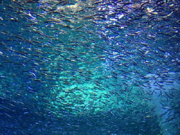 澳洲深海鱼油的功效与作用
