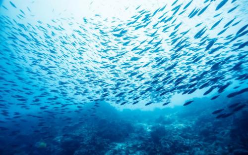 澳洲深海鱼油功效